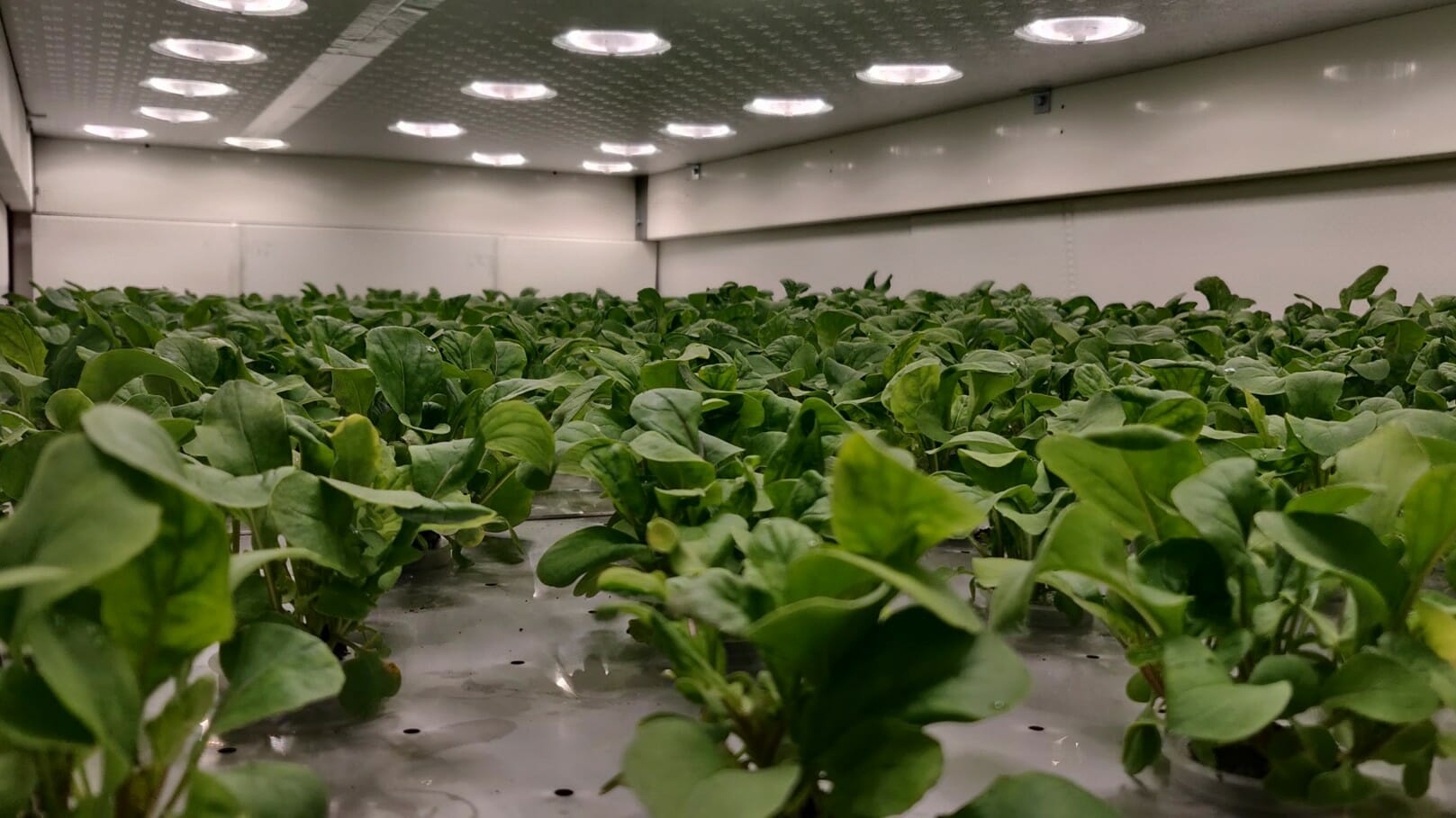Invest in new farming startup