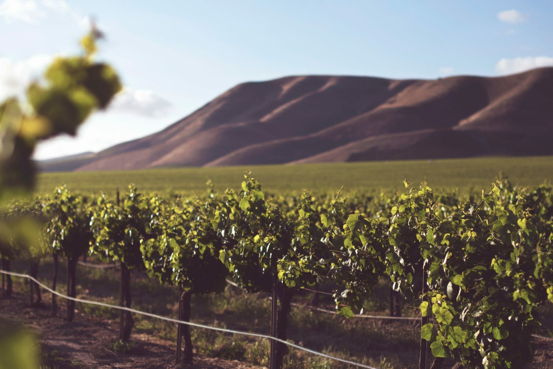 Invest in wine startup