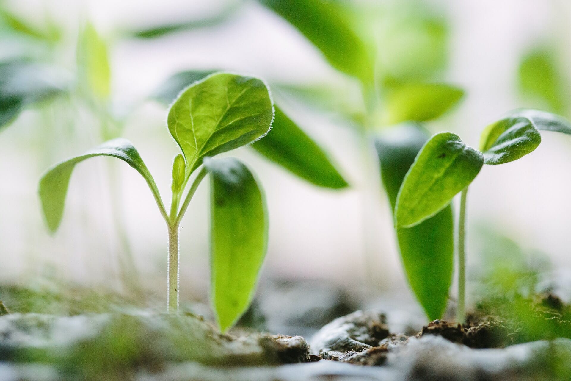 Investeren in startup vertical farming