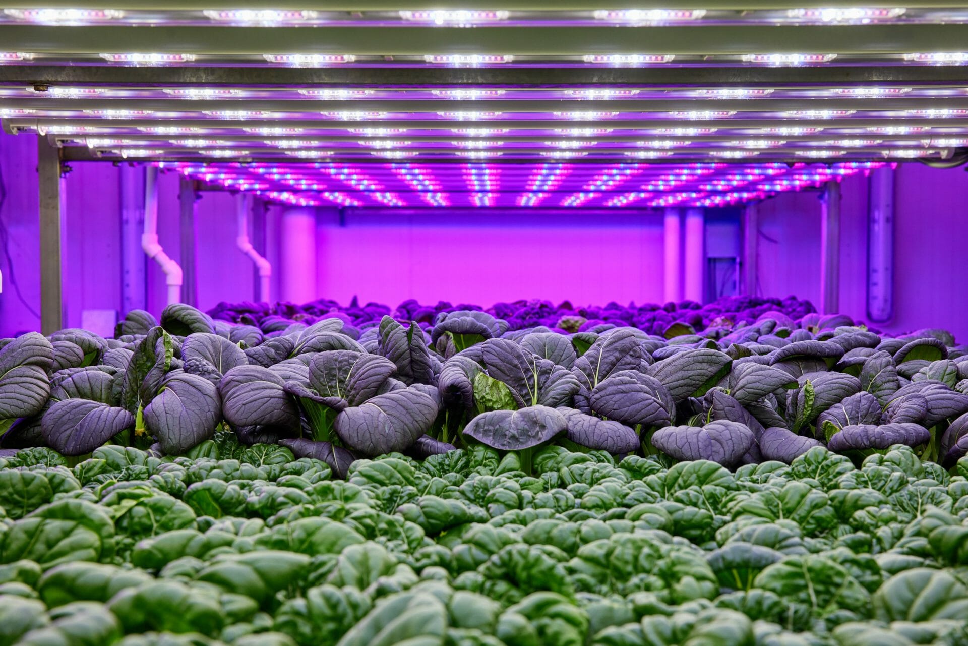 Investeer in vertical farms Early Growth